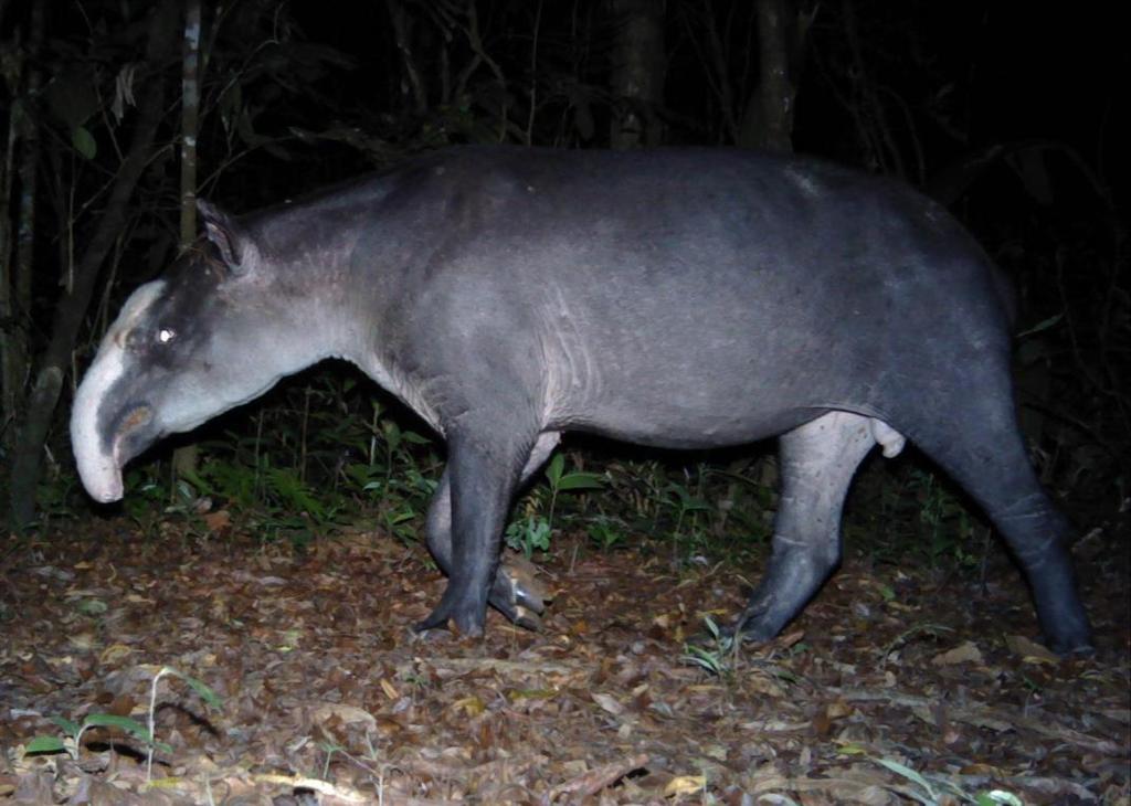 F Stride H Baird s tapir Tapirus