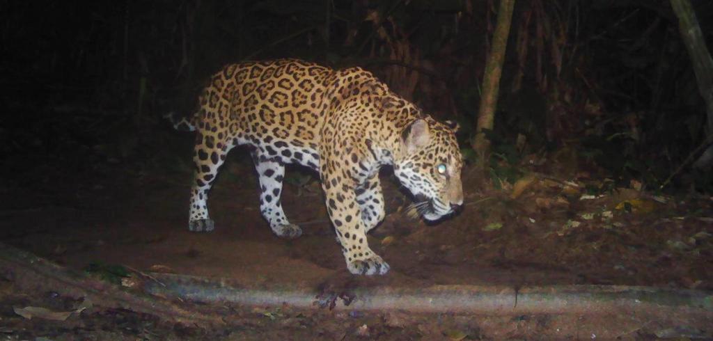 Jaguar - Panthera