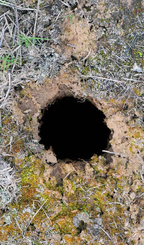 What Lives in This Hole?