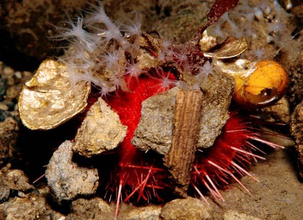 Do You Know? Animals on every continent live in burrows. Burrowing sea urchins live in Antarctica. This Antarctic burrowing sea urchin hides itself while it digs.