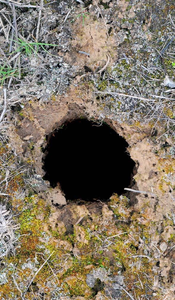 What Lives in This Hole?