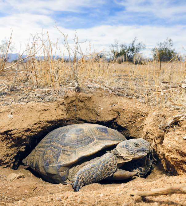 A large desert tortoise hangs out in a burrow. My teacher and I work together.