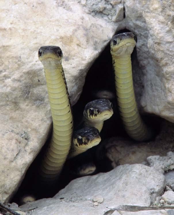 These garter snakes live in burrows, too! Do You Know? Animals on every continent live in burrows. Burrowing sea urchins live in Antarctica.