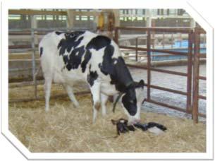 outcomes in the lactation Every Dairy Depends on Healthy and Productive Cows There s a critical need to help each cow reach her full potential for productivity