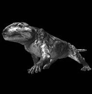 during the Triassic) Placerius Cynognathus (a cynodont) Primitive mammal-like reptiles had