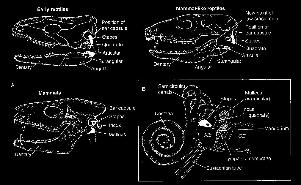 Reptiles to Mammals: hearing with our jawbones (an important example of skeletal