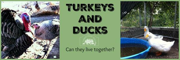 Can Turkeys and Ducks Live Together? Four years ago we found out if turkeys and ducks can live together. After raising a pair of turkeys from poults we decided to breed them instead of eat them.