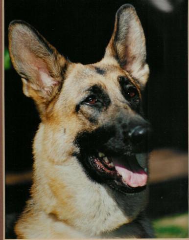 Ch Kris-T s Q Tia 1992 Tia was a daughter of Valmy Winterwood Gold Digger ROM.