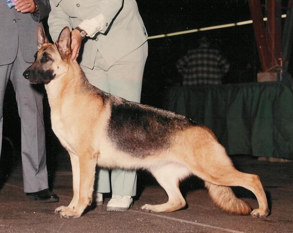 Under Lori s direction she was bred to Ch Kubistraum s Kane ROM and from that one litter she obtained her ROM title and I got
