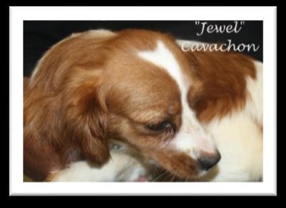 Jewel s CavaPooChon F1-b Puppies (~ 15 lbs.