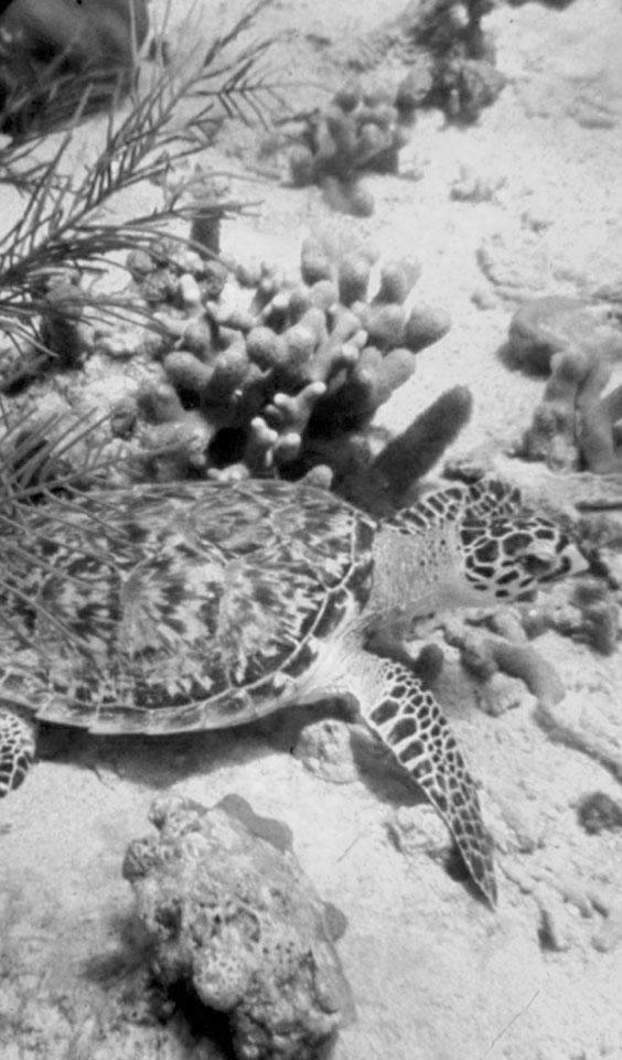 Sea Turtles A Reading A Z Level R Leveled Reader Word