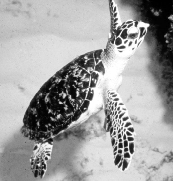 Many kinds of predators feast on sea turtle hatchlings. Hazards Adult sea turtles have few natural enemies. Sharks are the main predators, especially tiger sharks.