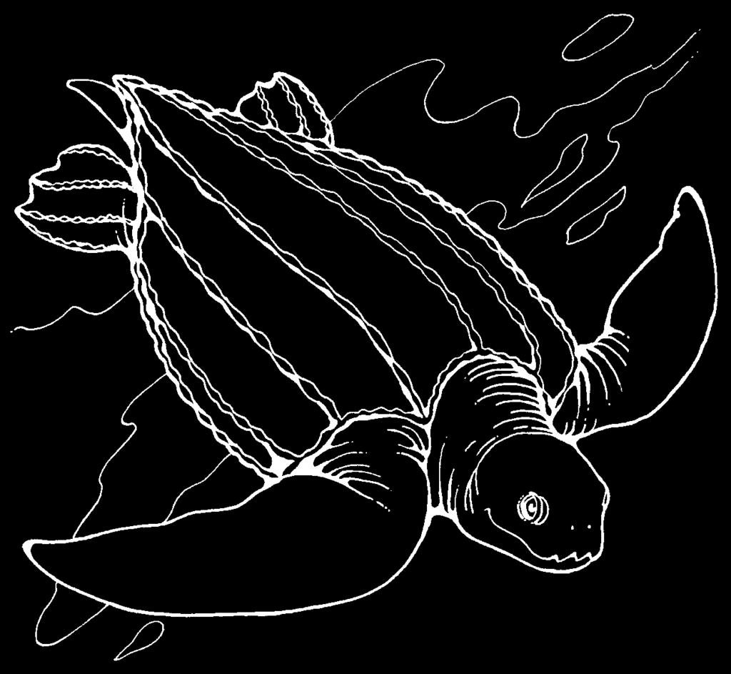 Desert tortoise Sea turtles have many living turtle relatives, including freshwater turtles, snapping turtles, tortoises,