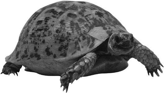 One type, called the leatherback, is covered with leathery skin.