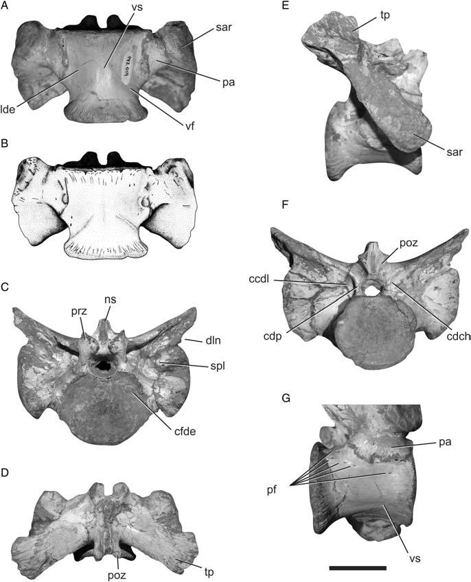 4 J.S. Bittencourt et al. Figure 3. Second sacral vertebra of UFPel 014.