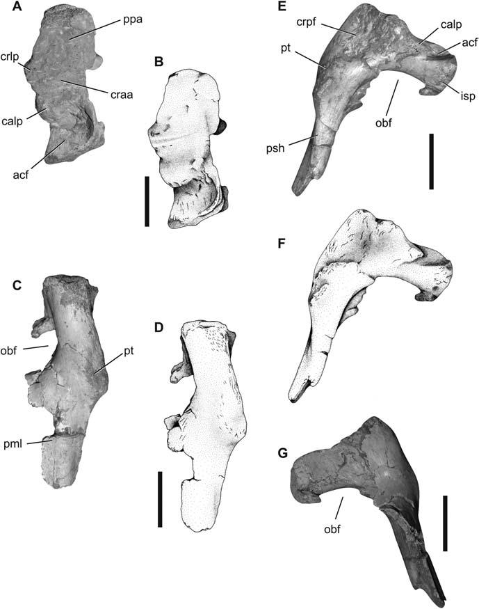 6 J.S. Bittencourt et al. Figure 4. Left pubis of UFRGS-PV-0761-T.