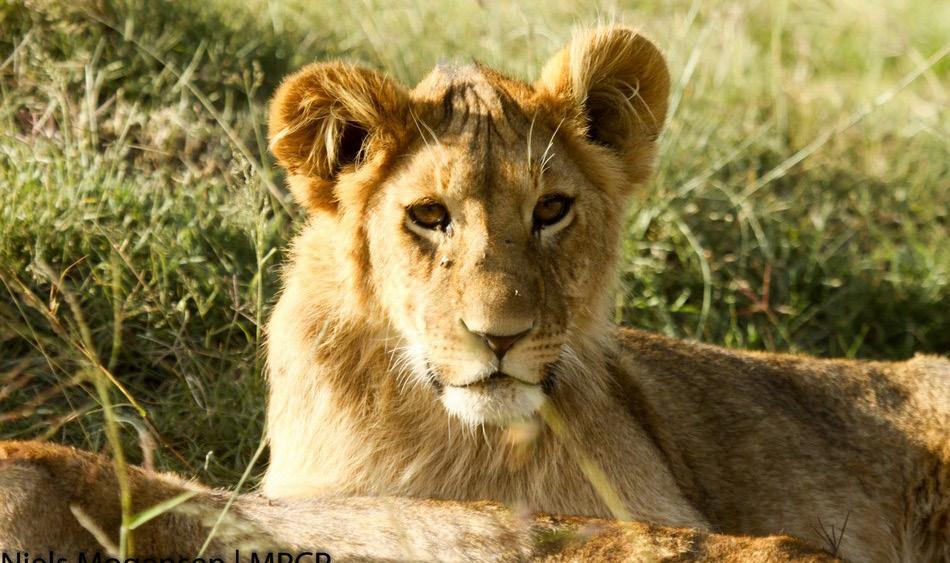 PREDATOR POST LION TAILS JANUARY 2018 MARCH 2018 Updates by the Mara Predator Conservation Programme on Lions in Mara North Conservancy THE MAIN CHELI GROUP The Cheli pride adult females are split