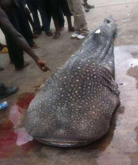 WHALE SHARKS Sea Sense Annual Report: Sea Sense responded to a report that a juvenile whale shark had been caught and killed by local fishers and brought to Dar es Salaam fish market.