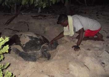 Green turtles nest on Tanzania s beaches all year round although there is a noticeable peak in nesting activity between April and May each year.