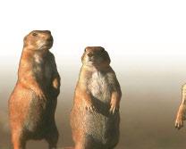 Prairie Dog Towns The prairie dog is a cousin of the ground squirrel.