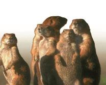 You ll find prairie dog towns on short-grassed prairies in the American West.