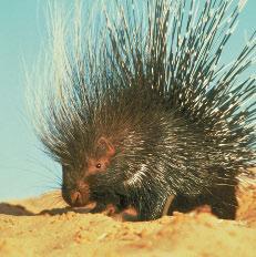 A porcupine can strike a predator with its tail.