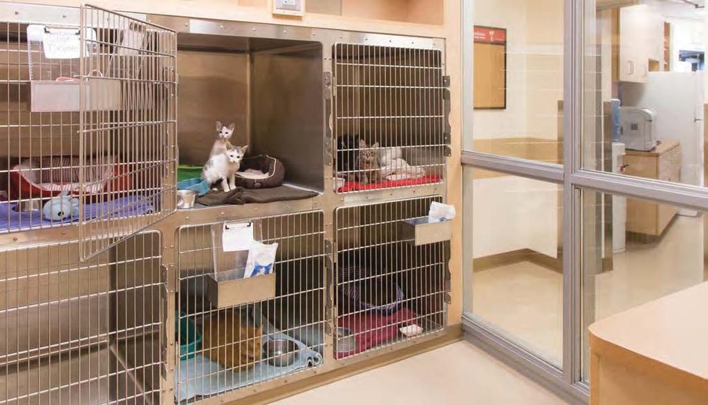 BELOW A dedicated cat ward will make feline patients much more relaxed.