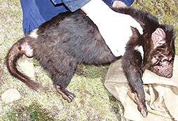 No affected animals were reported among the 2000-plus Tasmanian devils trapped by wildlife biologists between 1964 and 1995.