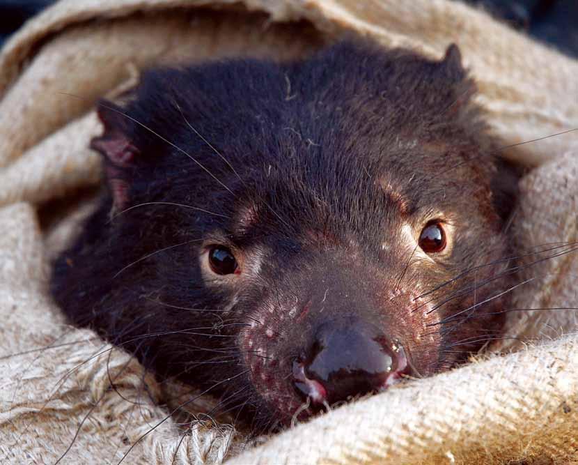 A captive Tasmanian