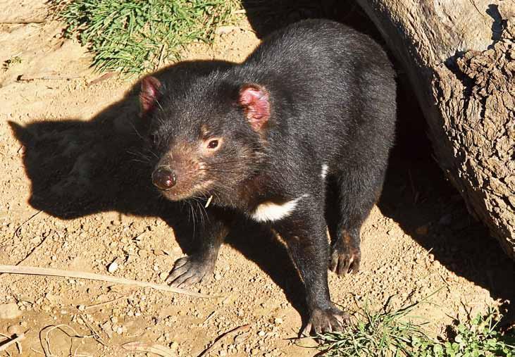 To re-introduce the Tasmanian devil means breeding animals free from the disease, in captivity.