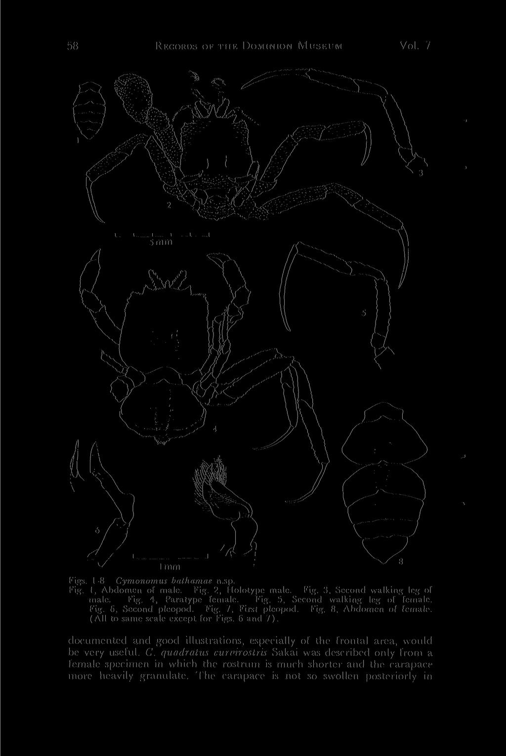 58 RECORDS OF THE DOMINION MUSEUM Vol. 7 Figs. 1-8 Cymonomus bathamae n.sp. Fig. 1, Abdomen of male. Fig. 2, Holotype male. Fig. Second walking leg of male. Fig. 4, Paratype female. Fig. 5, Second walking leg of female.