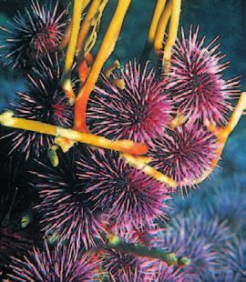Echinoderms, such as the sea urchins in Figure 8, have an exoskeleton covered in bumps and spines. Echinoderms have bilateral symmetry as larvae but have radial symmetry as adults.