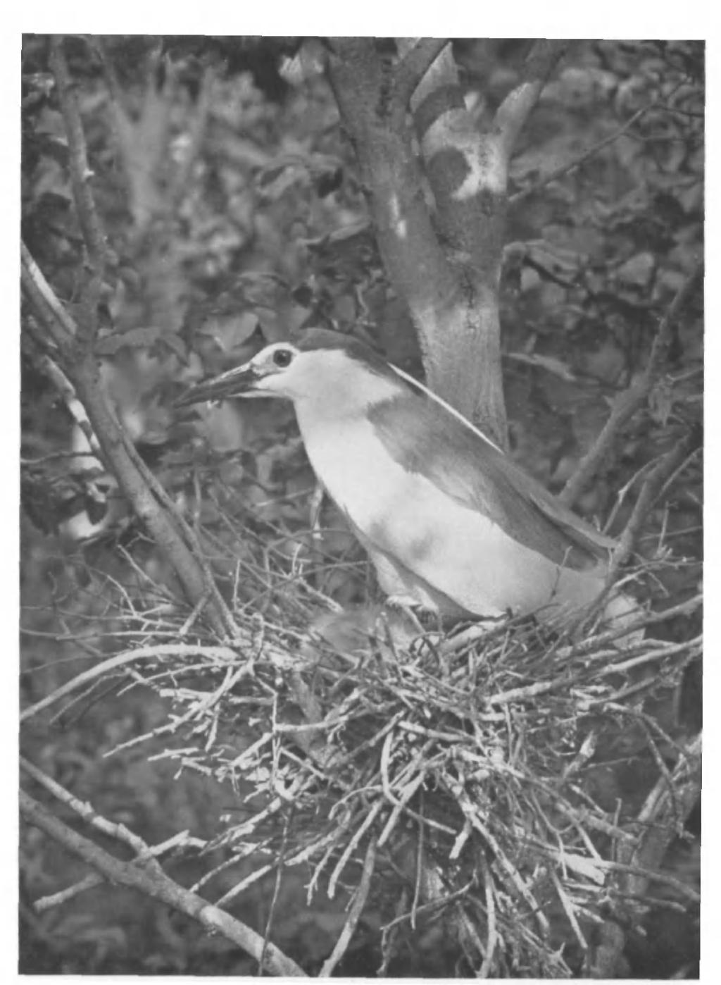 British Birds, Vol. xlvii, PI. 54. ADULT AT NEST WITH YOUNG. CAMARGUE, SOUTH FRANCE. APRIL, 1958. (Photographed by G. K. YEATES).
