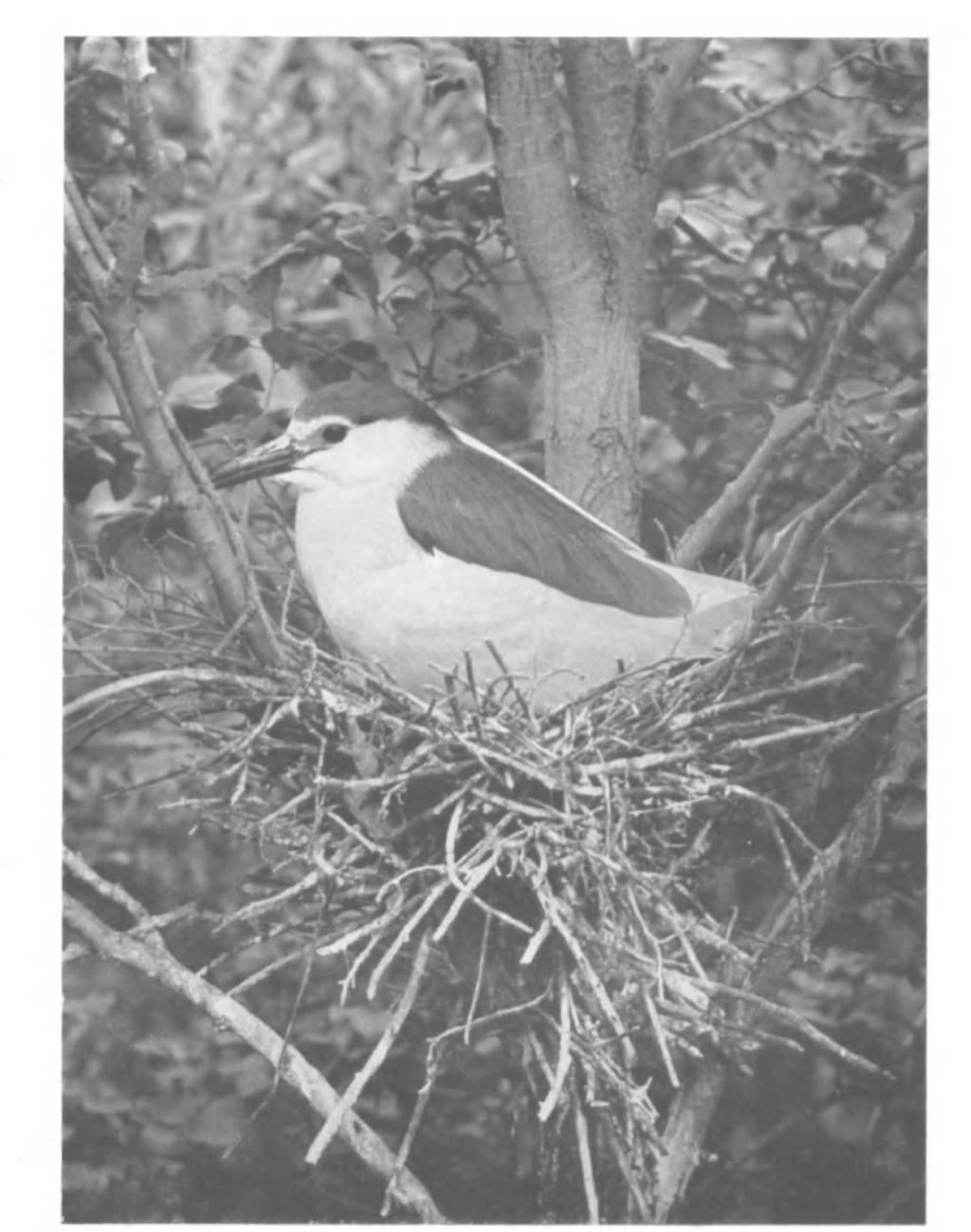 British Birds, Vol. xlvii, Pi. 55. ADULT SITTING ON NEST. CAMARGUE, SOUTH FRANCE. APRIL, 1938. (Photographed by G. K. YEATES).