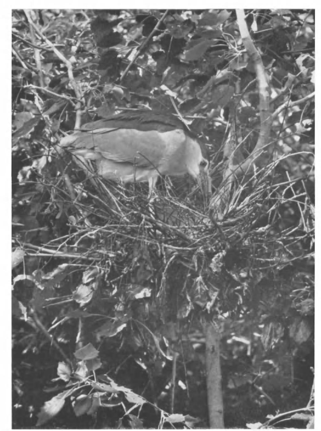 British Birds, Vol. xlvii, PI. 56. ADULT LOOKING DOWN AT YOUNG IN NEST. CAMARGUE, SOUTH FRANCE. MAY, 1953. (Photographed by C. C. DONCASTER).