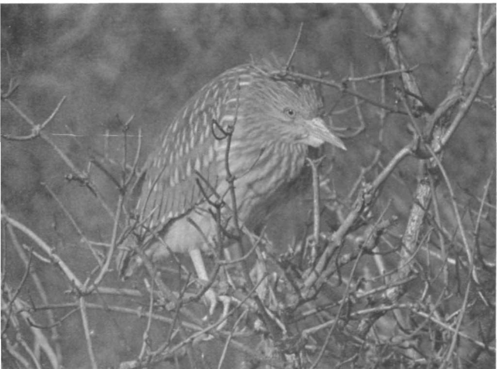 British Birds, Vol. xlvii, PI. 59. FIRST-WINTER BIRD. FOULNESS ISLAND, ESSEX, JANUARY 7T11, 1954. (Photographed by V. G. ROBSON). Note the thickset body, short legs and rather large feet.