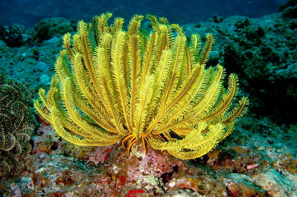 # 10 Crinoidea Krinon- a lily Crinoidea (Phylum Echinodermata- spines skin)) live in and around coral reefs, and they play the role of predator and