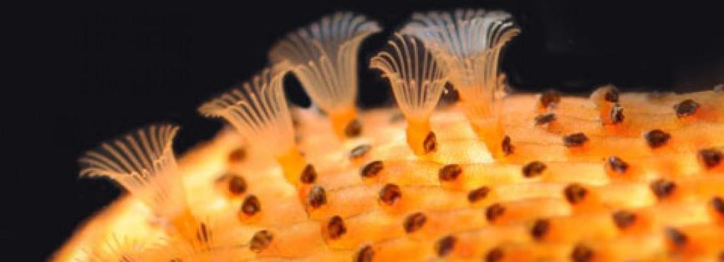 #15 Ectoprocta (moss animals) or Bryozoans These organisms are typically about 0.5 millimeters long. They are filter feeders. There about 5000 species.