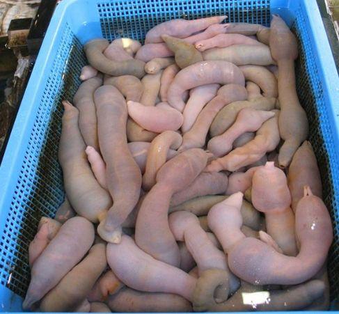 #17 Echiuria=Spoon Worms Echiuran worms, numbering around 135 species, found in marine/brackish water.