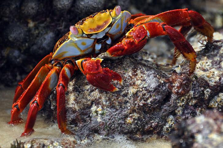 Crustaceans have jointed parts so they can move. They often have many legs.shrimp, crabs, lobsters, barnacles and hermit crabs are all crustaceans.crustaceans have two pairs of antennae.