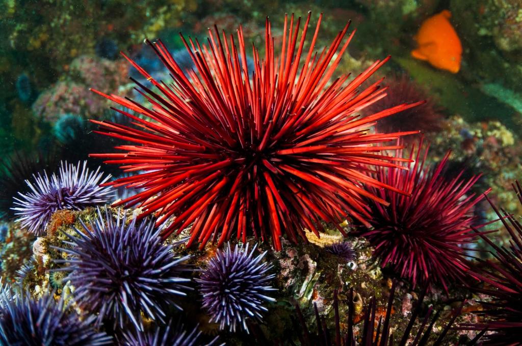 #21 Echinodermata=Spiny Skin.The Sea Urchin Echinoderms are members of the phylum Echinodermata, from the Greek words for spiny skin.