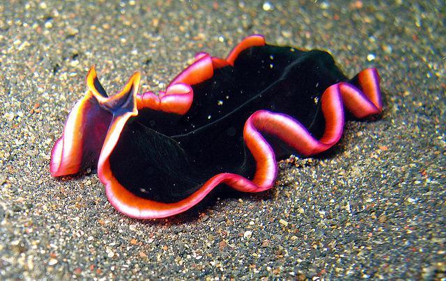 # 6 Phylum: Platyhelminthes Platy = flat Helminthes= worm Flatworms (Platyhelminthes) are a phylum of invertebrates. They are relatively simple animals. They have soft bodies.
