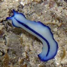 #7 Flatworm ( Platyhelminthes) Marine flatworms are carnivorous. They prefer to feed on invertebrates that cannot easily move, such as sea squirts, mussels, or oysters.