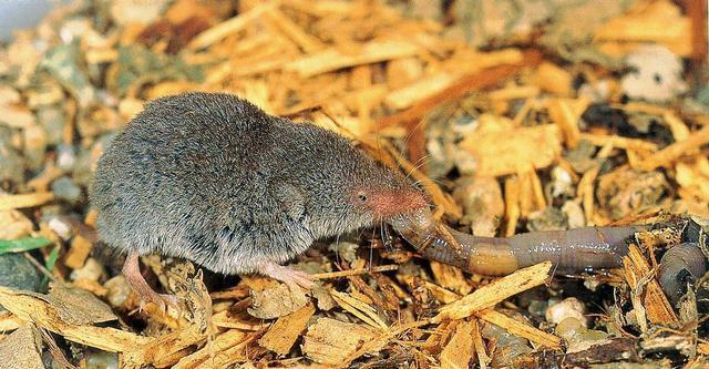 LEAST SHREW: Shrews have long, pointed noses, beady eyes, & slender skulls. Their small ears are almost completely covered by short, velvety fur.