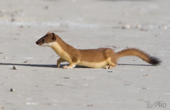 LONG-TAILED WEASEL: Another member of the mustelid family, weasels are the quickest mammals & prey upon mice, rats, shrew, moles, & even animals larger than them including rabbits & squirrels.