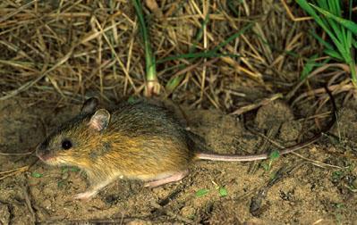 MEADOW JUMPING MOUSE: A rodent that prefers moist, grassy meadows where, if disturbed, they can leap to safety, using their long hind legs & balancing tails.
