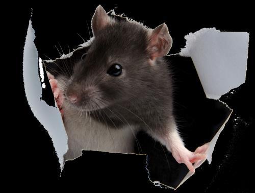 7 Order: Rodentia Due to this order being made up of a great many families, we will only cover characteristics common to all rodents.