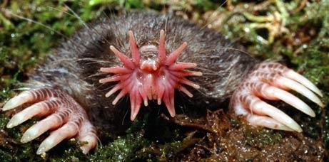 Star-nosed Mole (Condylura cristata) Somewhat