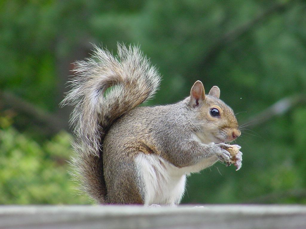 Gray Squirrel (Sciurus carolinensis) Eats nuts,