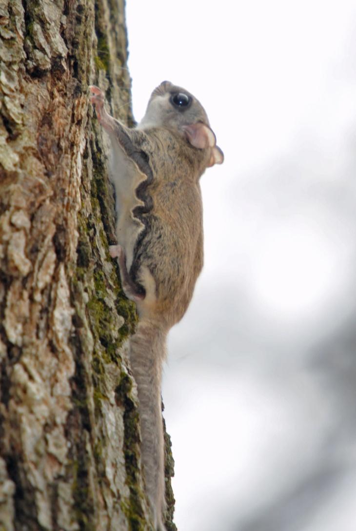 Southern Flying Squirrel (Glaucomys